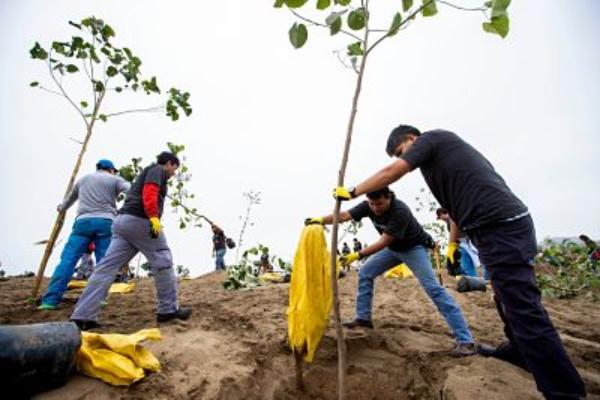 CERCA DE 500 ÁRBOLES FUERON PLANTADOS EN EL ASENTAMIENTO HUMANO PACHACÚTEC