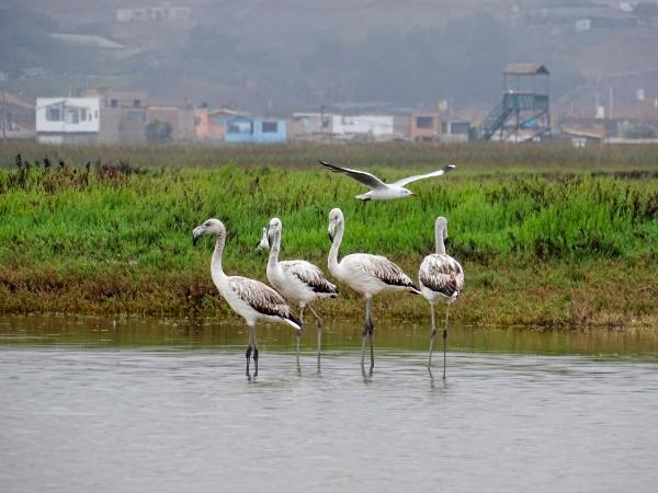 ¡FELIZ DÍA, PLANETA TIERRA! AUMENTA ARRIBO DE AVES PROCEDENTES DE TODO EL MUNDO A LOS HUMEDALES DE VENTANILLA