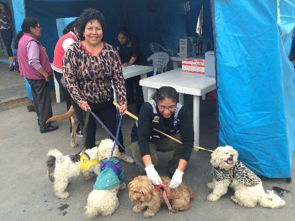 MÁS DE 90 MIL PERROS SERÁN VACUNADOS CONTRA LA RABIA EN EL CALLAO