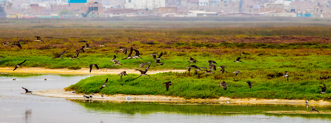 Biodiversidad - imagen